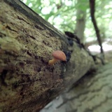 Pleuroflammula subsulphurea image