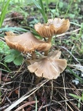 Entoloma holoconiotum image