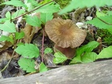 Psathyrella delineata image