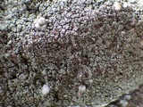 Micarea micrococca image