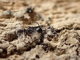 Natantiella ligneola image