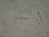 Natantiella ligneola image