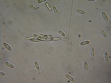 Natantiella ligneola image
