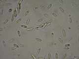 Natantiella ligneola image