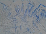 Pachycudonia monticola image