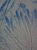 Pachycudonia monticola image