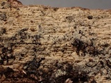 Hyphodontia subalutacea image