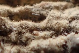 Hyphodontia subalutacea image