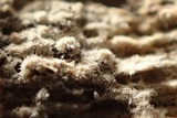 Hyphodontia subalutacea image