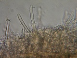 Hyphodontia subalutacea image
