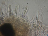 Hyphodontia subalutacea image