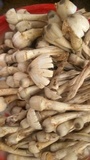Termitomyces heimii image