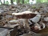 Hebeloma radicosum image