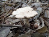Hebeloma radicosum image