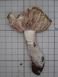 Hebeloma radicosum image