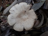 Hebeloma radicosum image