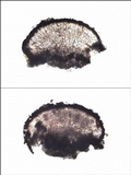 Caloplaca ochracea image