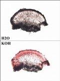 Caloplaca ochracea image