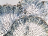 Caloplaca ochracea image