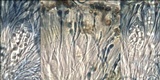 Caloplaca ochracea image