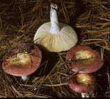 Russula vinosa image