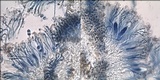 Caloplaca variabilis image