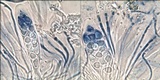 Caloplaca variabilis image