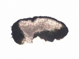 Caloplaca variabilis image