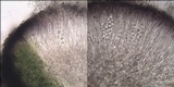 Caloplaca variabilis image