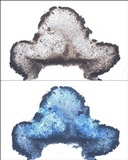 Umbilicaria crustulosa image