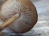 Strobilurus albipilatus image