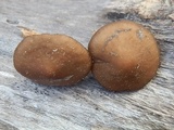 Strobilurus albipilatus image