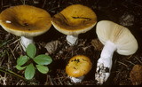 Russula decolorans image
