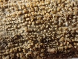 Hyphodontia quercina image
