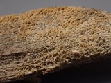 Hyphodontia quercina image