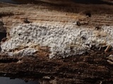 Trechispora mollusca image