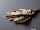 Trechispora mollusca image