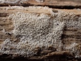 Trechispora mollusca image