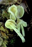 Helvella latispora image