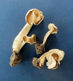 Helvella latispora image