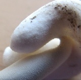 Helvella latispora image