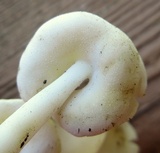 Helvella latispora image