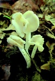 Helvella latispora image