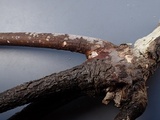 Peniophora cinerea image