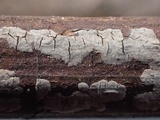 Peniophora cinerea image