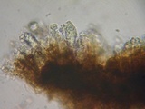 Peniophora cinerea image