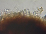 Peniophora cinerea image