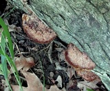 Phellinus gilvus image