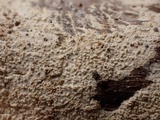 Basidioradulum crustosum image