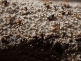 Basidioradulum crustosum image